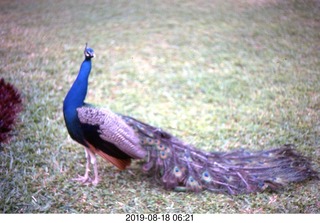 Philip E. Rosenberg slides -- Jamaica - peacock