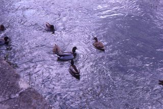 Philip E. Rosenberg slides -- Jamaica - peacock