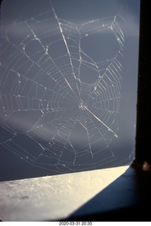 spider web