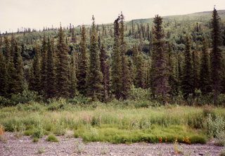 4 0kd. Alaska roadside trees