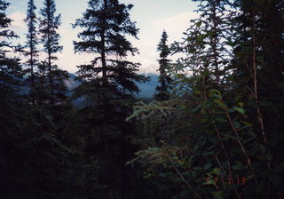 6 0kd. Alaska trees in silhouette