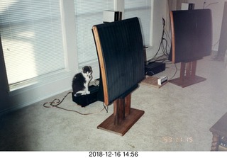 Quad ESL speakers and Evelyn - (cat)