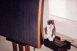 Quad and Jack - (cat)