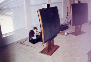 Jack, Eagle, and Quads in Justin - (cat)