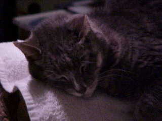 Brandon sleeping - (cat)