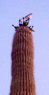 Bike path south of Pima