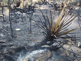 Bagdad, Arizona, run