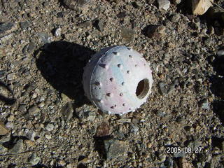 reminds me of Philadelphia pimpleballs