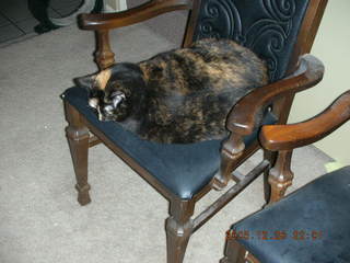 Fourth picture with my new Nikon Coolpix S2 -- Maria - (cat)