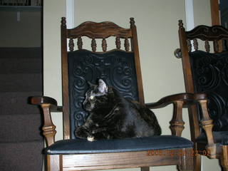 Fifth picture with my new Nikon Coolpix S2 -- Maria - (cat)