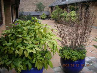 2006 eclipse trip -- Cambridge -- plants outside Richard's place
