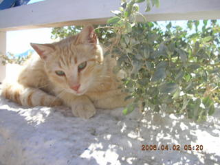 2006 eclipse trip -- Santorini shopping stop -- cat close-up