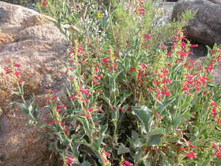 flowers at Pinnacle Peak