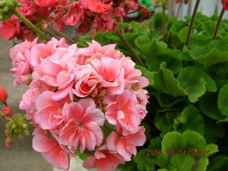 pretty flowers in Northeast Philadelphia