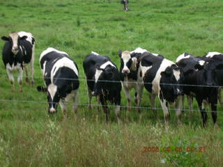 Minnesota trip - Afton run - cows