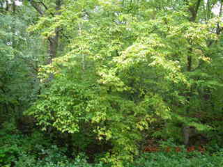 Minnesota trip - Afton run