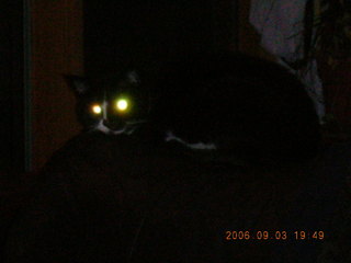 Minnesota trip - cat's glowing eyes