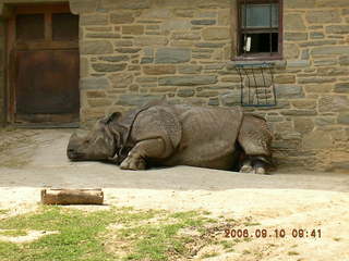 Philadelphia Zoo -- rhinoseros