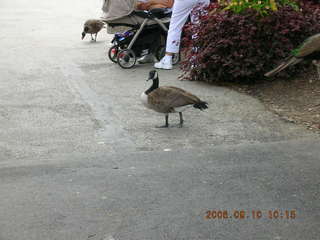 Philadelphia Zoo -- elephants