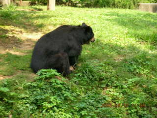 Philadelphia Zoo -- peacocks