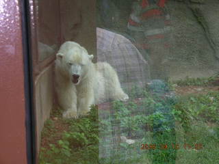 Philadelphia Zoo -- polar bear