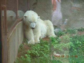 Philadelphia Zoo -- polar bear