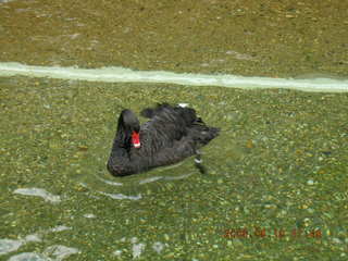 Philadelphia Zoo -- black swan