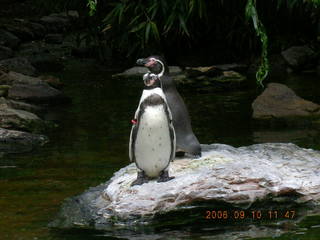 Philadelphia Zoo -- penguins