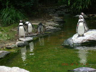Philadelphia Zoo -- penguins