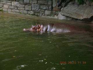 Philadelphia Zoo -- hippopotamus