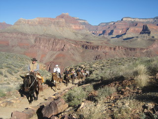Christoph G. picture -- Grand Canyon and mules