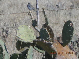 Bagdad -- Greg running