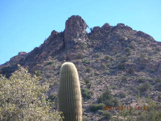Bagdad run - saguaro cactus