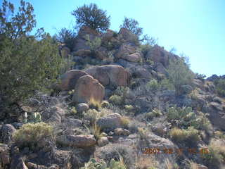 Bagdad run - saguaro cactus