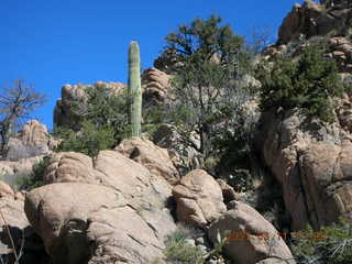 Bagdad run - saguaro cactus