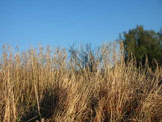 Salt River rafting trip