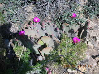 Bagdad run - prickly pear cactus in bloom