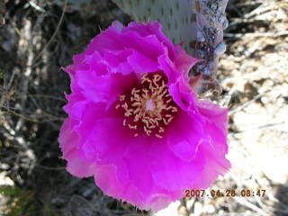 Bagdad run - prickly pear cactus flower close-up