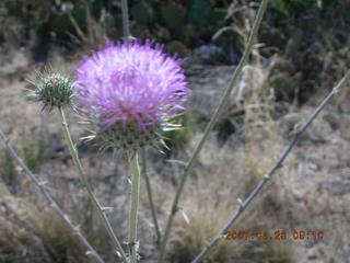 Bagdad run - close-up desert flower
