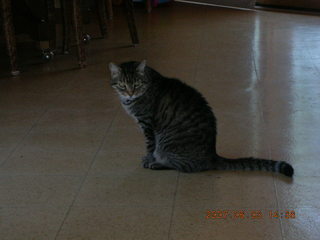 Gary and Jackie - Quealo the cat