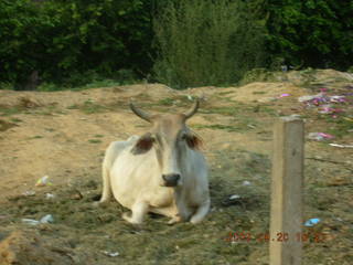 72 69g. morning run, Gurgaon, India - bull