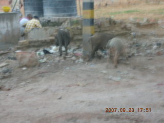 31 69k. morning run, Gurgaon, India - pigs