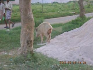 32 69k. morning run, Gurgaon, India - pig