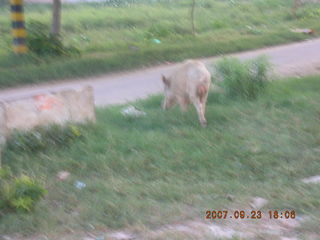33 69k. morning run, Gurgaon, India - pig