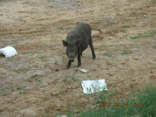 59 69k. morning run, Gurgaon, India - pig