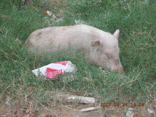 62 69k. morning run, Gurgaon, India - pig