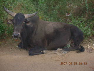 136 69k. morning run - Gurgaon, India - bull