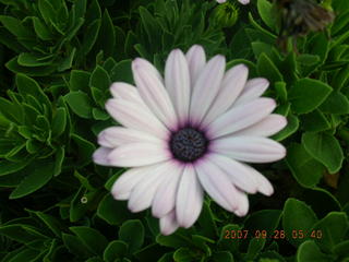 northeast Philadelphia flowers