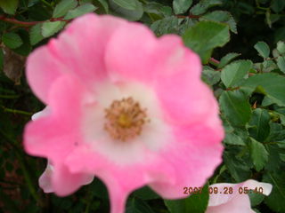 northeast Philadelphia flowers