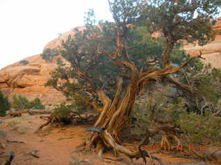 241 6be. Arches National Park - Devils Garden hike